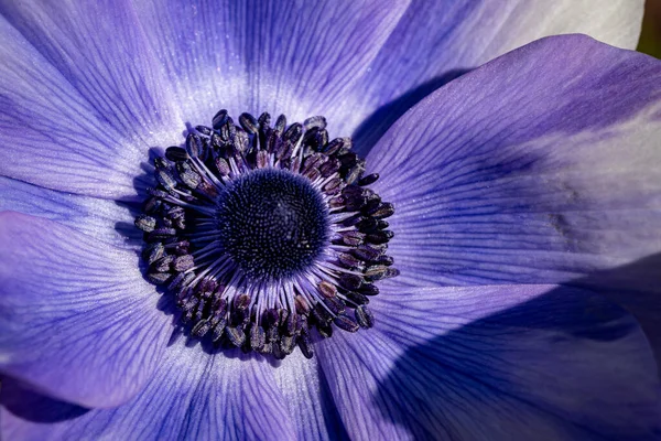 Makro Záběr Kvetoucího Anenomu Rozmazaném Pozadí Jaře — Stock fotografie