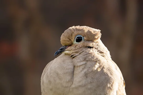 Eine Selektive Fokusaufnahme Einer Taube Die Warmen Sonnenlicht Sitzt — Stockfoto