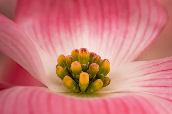 Egy Közeli Kép Egzotikus Pollenekről Egy Virágon Gyönyörű Rózsaszín Petákkal — Stock Fotó