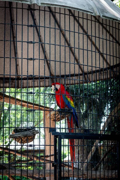 Μια Κάθετη Λήψη Ενός Πολύχρωμου Παπαγάλου Scarlet Macaw Στο Κλουβί — Φωτογραφία Αρχείου