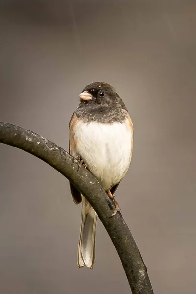 Oregon Junco Kuşunun Dikey Görüntüsü Bir Dala Konmuştu — Stok fotoğraf