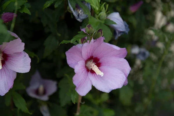 Uno Scatto Selettivo Del Fiore Ibisco Siriano — Foto Stock