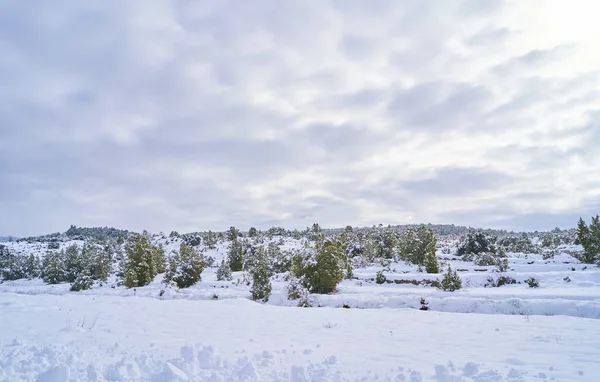 Uma Bela Paisagem Inverno Com Árvores Sem Folhas Cobertas Neve — Fotografia de Stock
