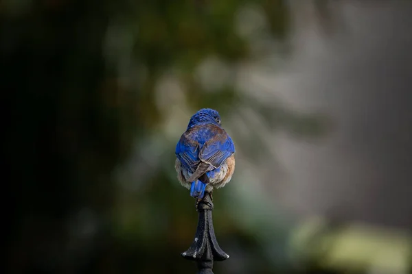 Uma Visão Traseira Belo Pássaro Azul — Fotografia de Stock