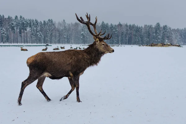 Bellissimo Cervo Rosso Passeggia Prato Innevato Con Cervo Che Riposa — Foto Stock