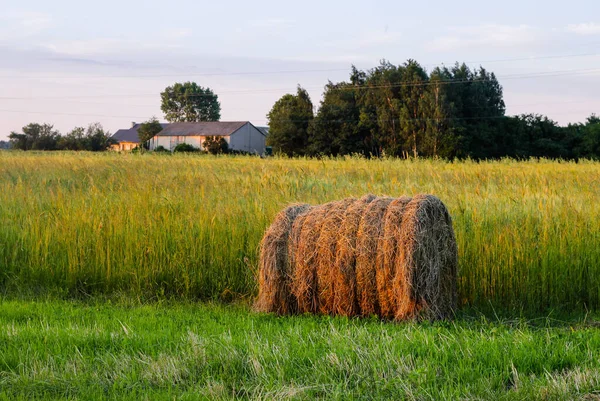 Vacker Utsikt Över Höstack Vid Gård Med Träd Och Lador — Stockfoto