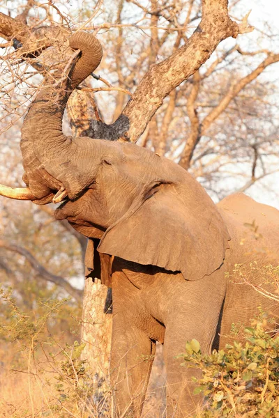 Tiro Foco Seletivo Vertical Elefante Campo — Fotografia de Stock