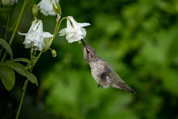Vacker Bild Kolibri Som Dricker Nektar Från Blomma — Stockfoto