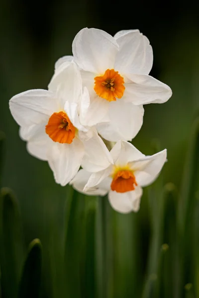 Вертикальний Крупним Планом Знімок Квітучих Білих Нарцисів — стокове фото