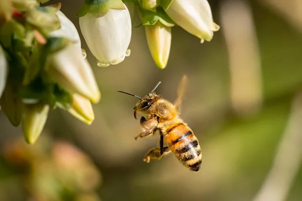 一只蜜蜂飞向白花授粉的特写镜头 — 图库照片