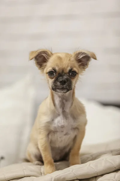 Tiro Foco Seletivo Filhote Cachorro Chihuahua Adorável — Fotografia de Stock