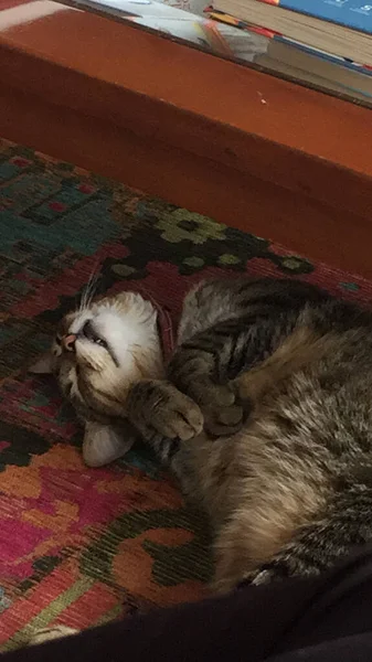 Вертикальный Снимок Очаровательной Кошки Лежащей Красочном Ковре Смешной Позе — стоковое фото