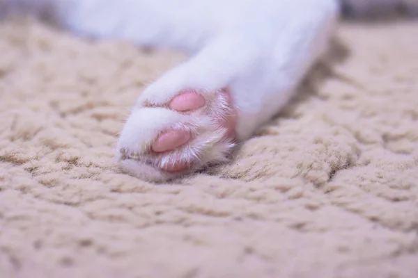 Primer Plano Una Adorable Pata Gato Blanco Suelo — Foto de Stock