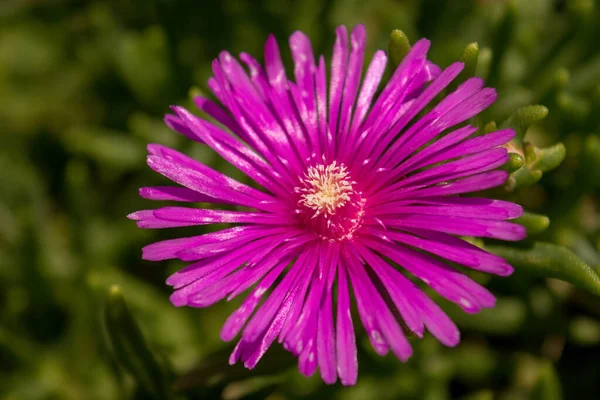 Makro Fialového Květu Delospera — Stock fotografie