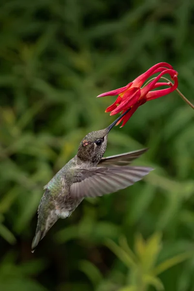 Primo Piano Verticale Colibrì Che Beve Fiore Rosso — Foto Stock