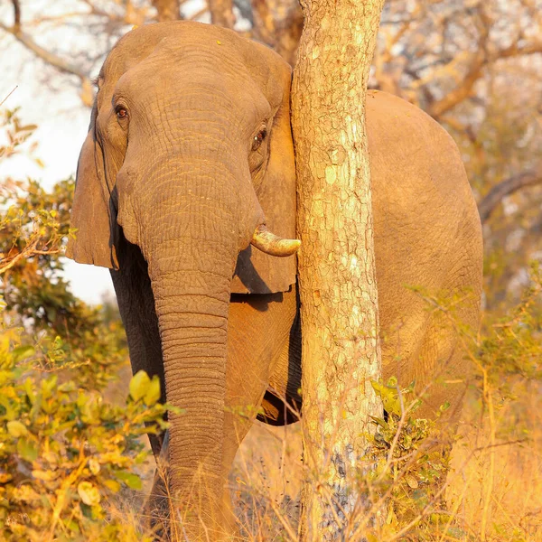 Милый Слон Опирающийся Дерево Смотрящий Прямо Камеру — стоковое фото