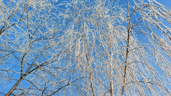 Ένα Τολμηρό Δέντρο Παγωμένα Λευκά Κλαδιά Μια Ηλιόλουστη Μέρα — Φωτογραφία Αρχείου