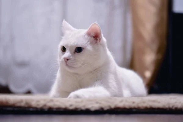 Adorable Gato Angora Blanco Con Ojos Heterocromáticos — Foto de Stock