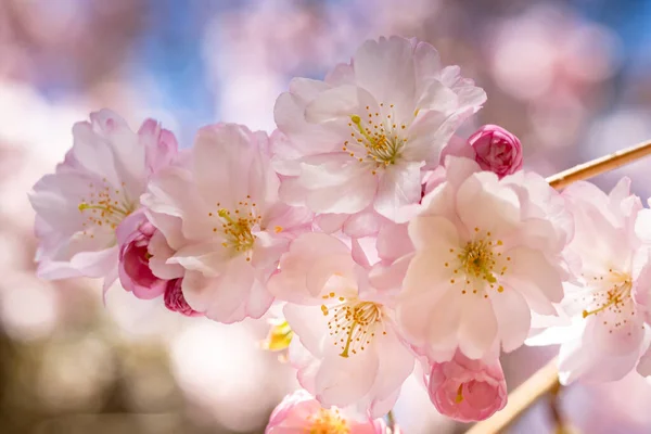 Bellissimi Fiori Colorati Che Crescono Giardino — Foto Stock