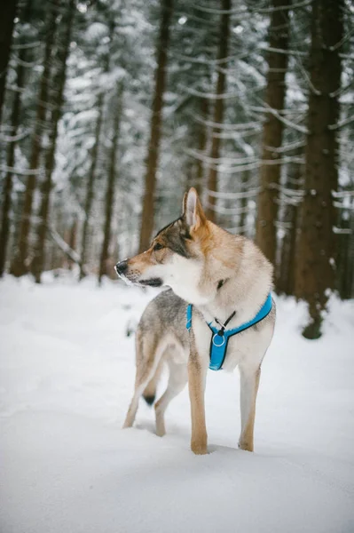 Tiro Vertical Belo Cão Lobo Checoslovaco Floresta Inverno — Fotografia de Stock