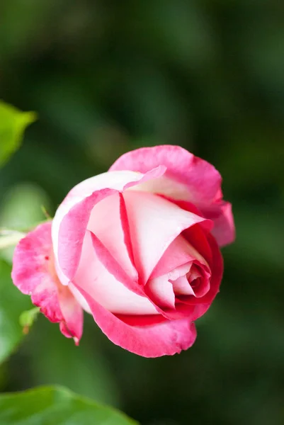 Eine Vertikale Aufnahme Einer Schönen Rosa Rose Inmitten Eines Gartens — Stockfoto