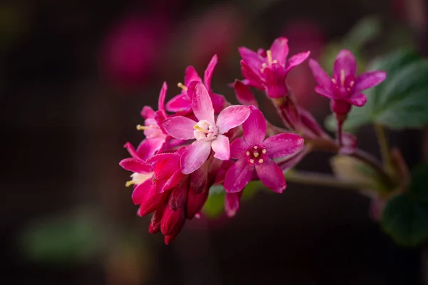 Een Close Shot Van Bloeiende Roze Weigela Bloemen — Stockfoto