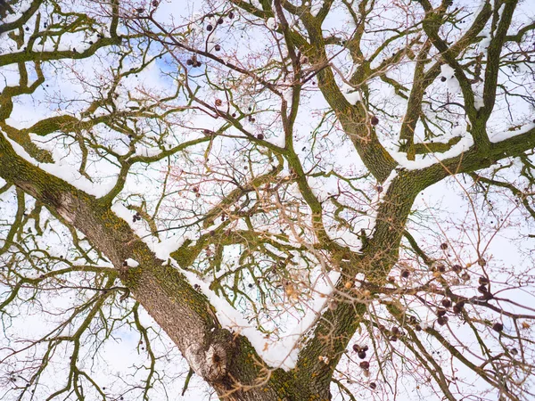 Eine Wunderschöne Winterlandschaft Mit Blattlosen Bäumen Die Unter Einem Bewölkten — Stockfoto