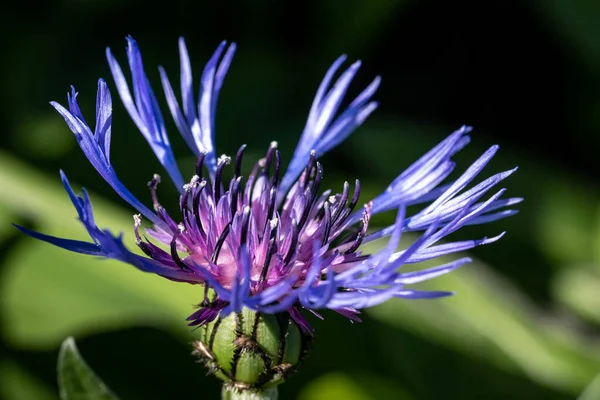 Primer Plano Una Floreciente Flor Azul Montaña Púrpura —  Fotos de Stock