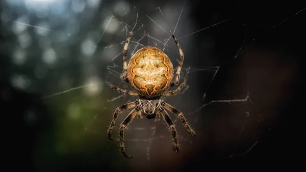 Detailní Záběr Zahradního Pavouka Jeho — Stock fotografie