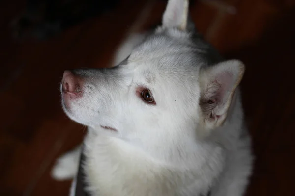 Nahaufnahme Eines Weißen Siberian Husky — Stockfoto