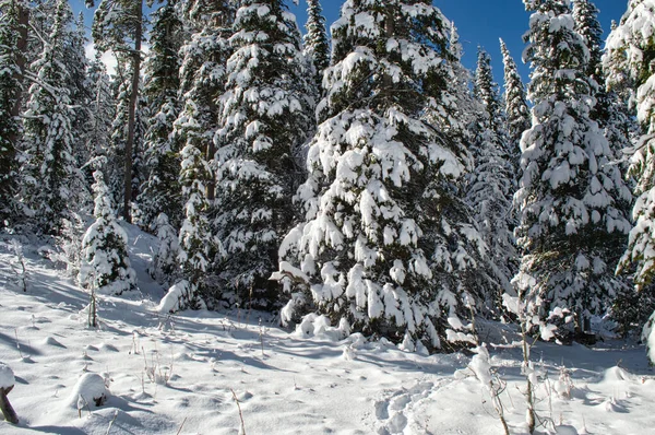 雪に覆われたスプルースの木と美しい冬の風景 — ストック写真