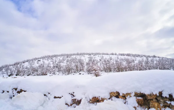 一片美丽的冬季风景 无叶的树木在多云的天空下被雪覆盖着 — 图库照片