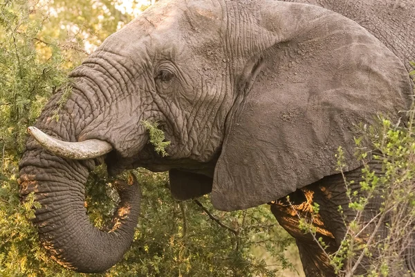 Güney Afrika Gün Işığında Büyük Bir Afrika Fili — Stok fotoğraf