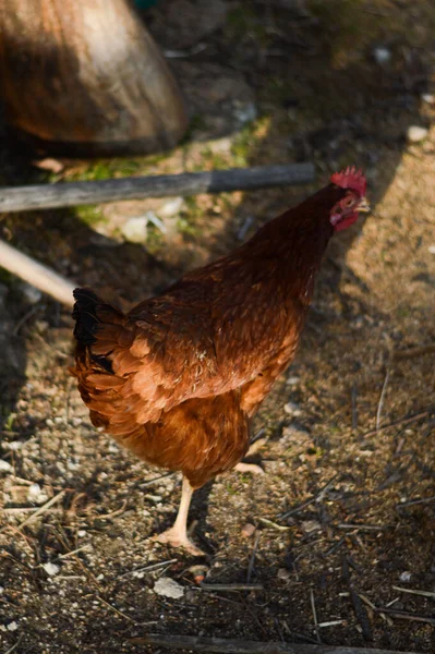 Hög Vinkel Skott Brun Höna Letar Efter Mat Gård — Stockfoto