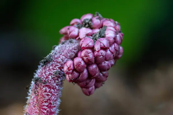 Eine Selektive Fokusaufnahme Einer Exotischen Pflanze Mit Kleinen Rosa Blüten — Stockfoto