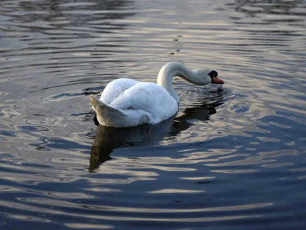 Una Hermosa Toma Del Cisne Blanco Agua Con Reflejo Superficie —  Fotos de Stock