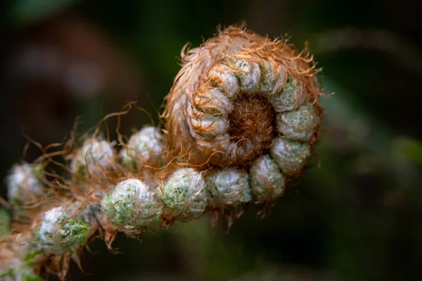 森の奥深くにあるエキゾチックで珍しい植物の選択的焦点ショット — ストック写真