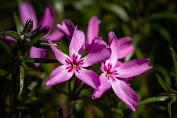 Selektiv Fokus Skott Vackra Rosa Blommor Omgiven Blad — Stockfoto