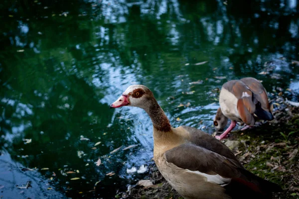 Een Close Shot Van Een Eend Buurt Van Het Meer — Stockfoto