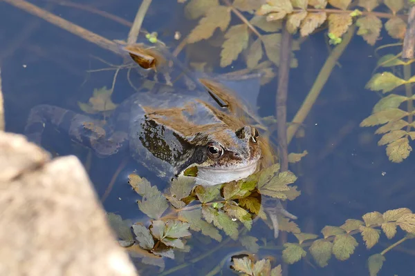 Nahaufnahme Eines Teich Treibenden Frosches — Stockfoto