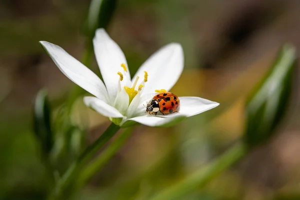 Tiro Close Pequeno Besouro Joaninha Bonito Uma Flor Branca — Fotografia de Stock