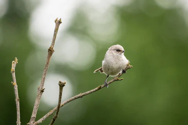 Zbliżenie Ujęcie Małego Białego Ptaka Siedzącego Gałęzi Drzewa Zamazanym Tłem — Zdjęcie stockowe