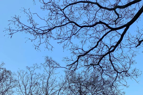 하늘에 나뭇잎이 가지들의 아름다운 — 스톡 사진