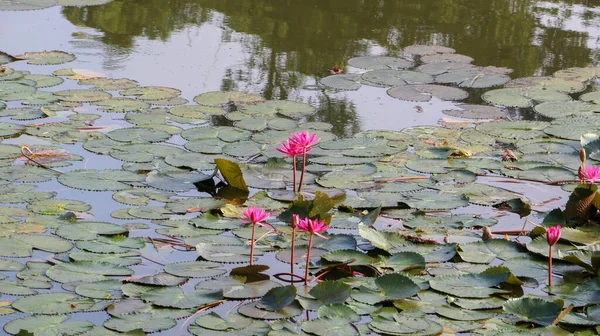 Närbild Lotus Dammen — Stockfoto