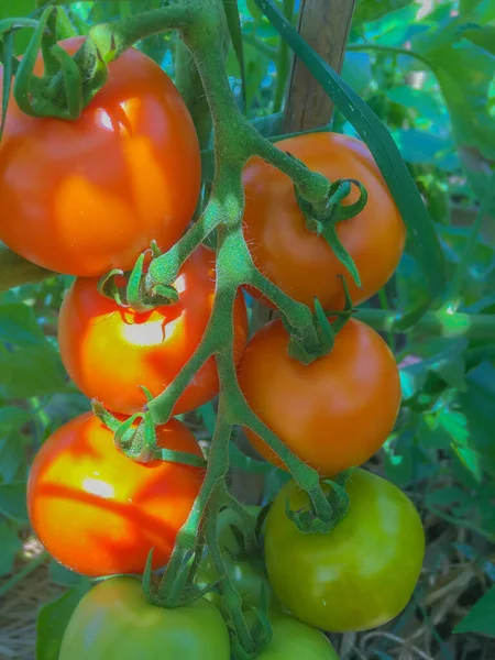 Plan Vertical Tomates Dans Jardin — Photo