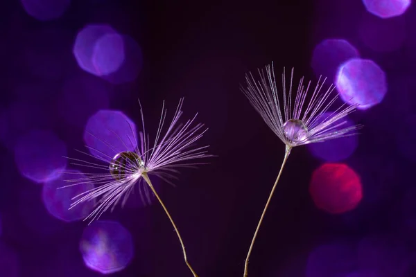 A closeup shot of dandelion seeds with water droplets on a purple background
