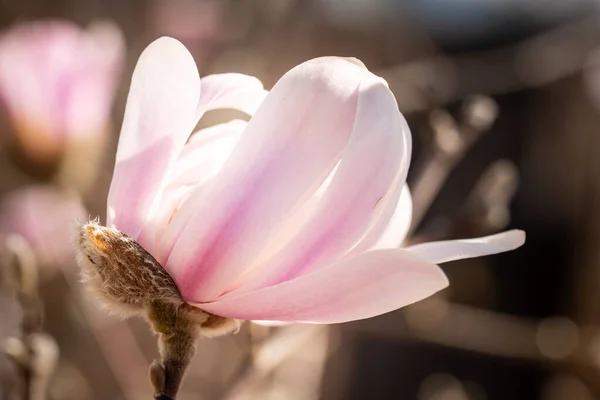 Une Mise Point Sélective Une Fleur Rose Tendre Sous Lumière — Photo