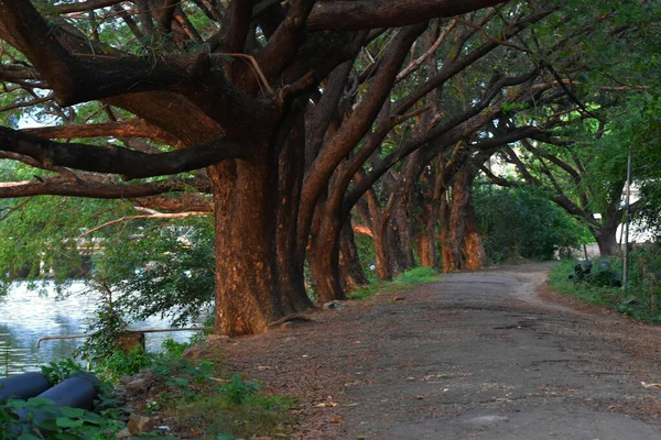 Güzel Manzara Yol Nehir Arasında Kocaman Büyük Bir Ağaç Gösteriyor — Stok fotoğraf