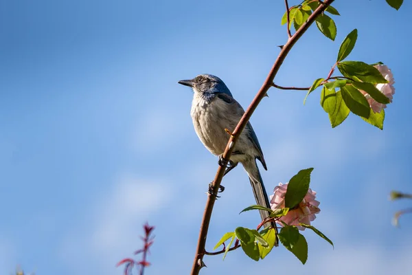 花と枝に座っているカリフォルニアのスクラブジェイ鳥のクローズアップショット — ストック写真