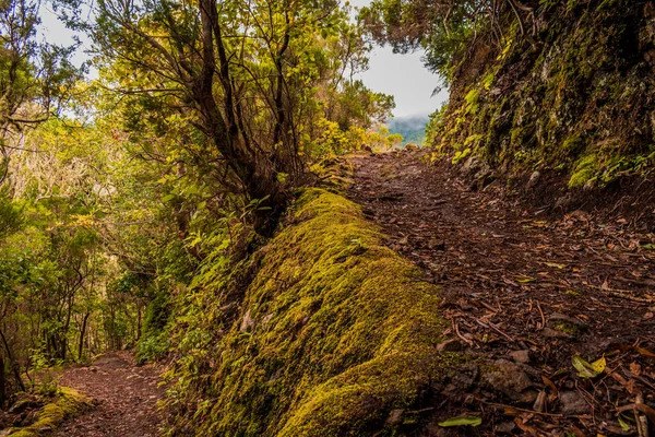 Uma Bela Vista Caminho Cercado Por Árvores Falésias Cobertas Musgo — Fotografia de Stock
